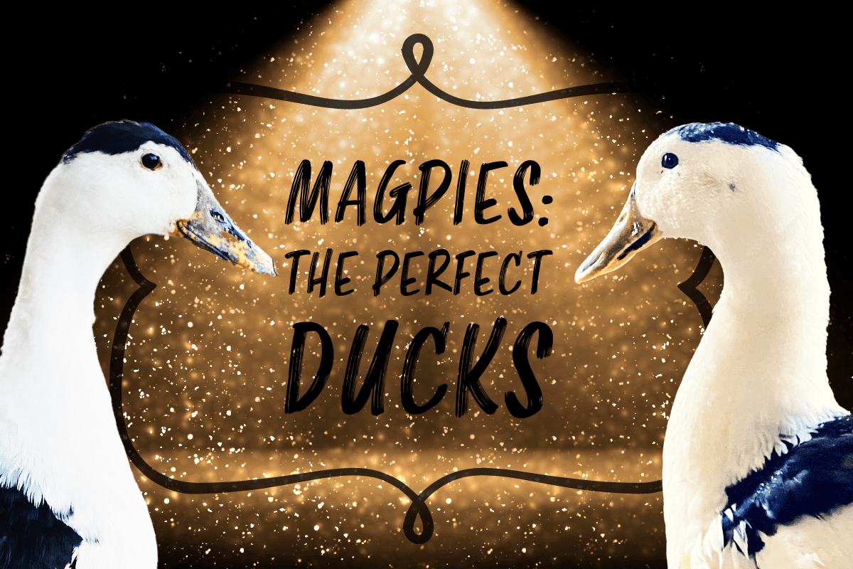 Magpies: The Perfect Ducks